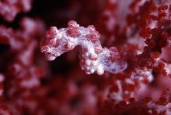 Purple Pygmy Seahorse, Mabul Island Borneo by Edd Brooks 